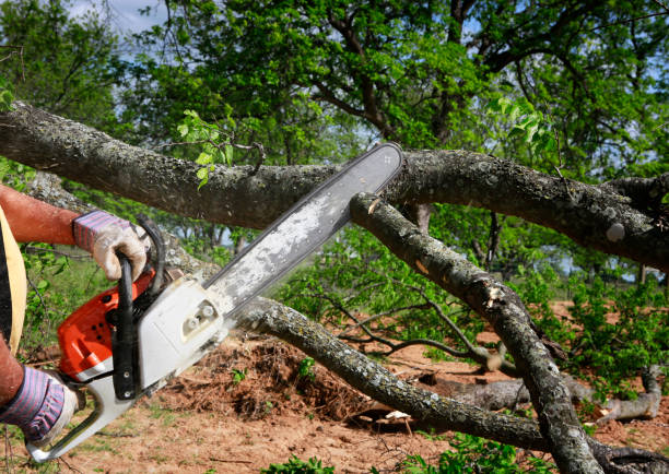 How Our Tree Care Process Works  in  Wooster, OH